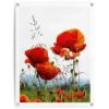 Tuinposter Klaprozen 80x60 Cm Rood