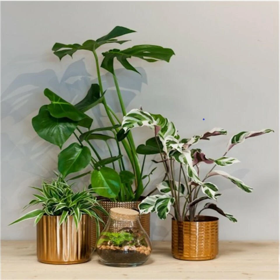 Floran Plantenpot Volos - Goudkleurig - Metaal - D17 X H17 Cm - Afbeelding 3